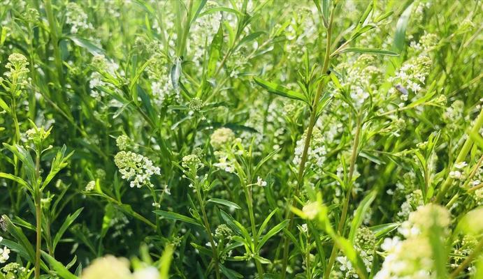 阳台荠菜种植指南（时间、方法、技巧全解析）