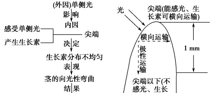 养心菜喜阳还是喜阴（光照、温度、湿度分析）