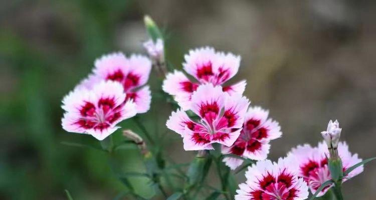 冷傲高贵的兰花（探寻兰花高冷之谜）