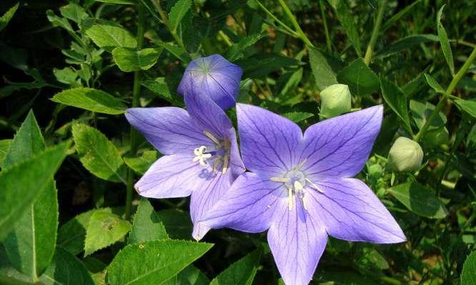 和平之花（白兰花传递和平与宁静的信息）