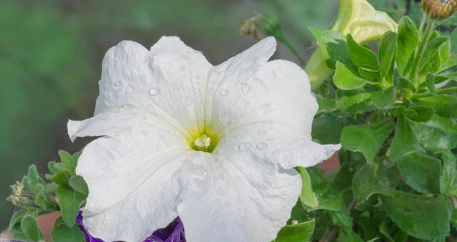 解脱的花语——以牡丹花为主题的花语解析（神奇牡丹）