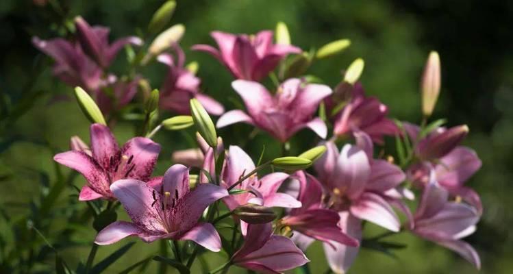 金榜题名的花语——以牡丹为例（祥瑞吉庆的花海）