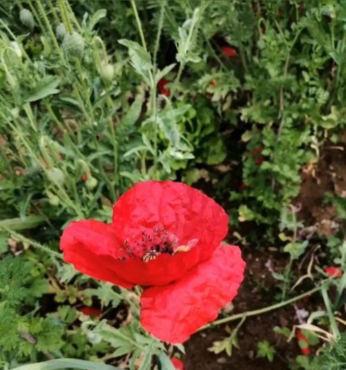 绝望之花的花语（诠释绝望的花朵——以什么花的花语为主题）