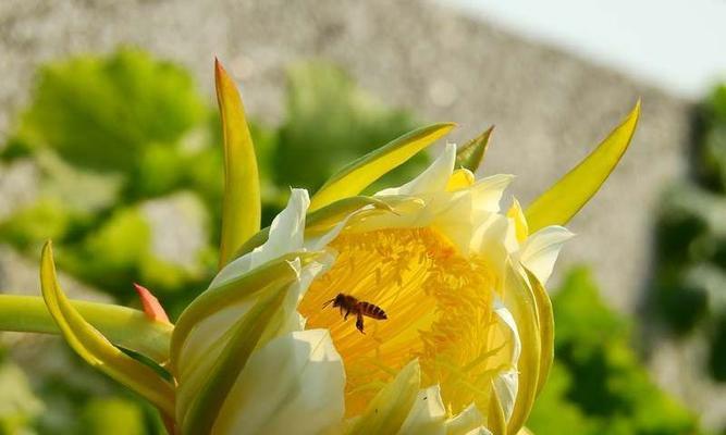 无情冷漠的花语——解读黛玉花的内涵（黛玉花的花语及其象征意义解析）