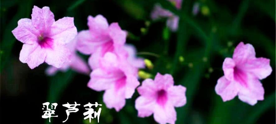 轮回之花——以菊花的花语为主题的文章（菊花的花语及其与轮回的关联）