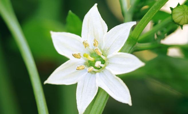 深情主题的花语——以玫瑰花为例（玫瑰花语传递浓浓深情）