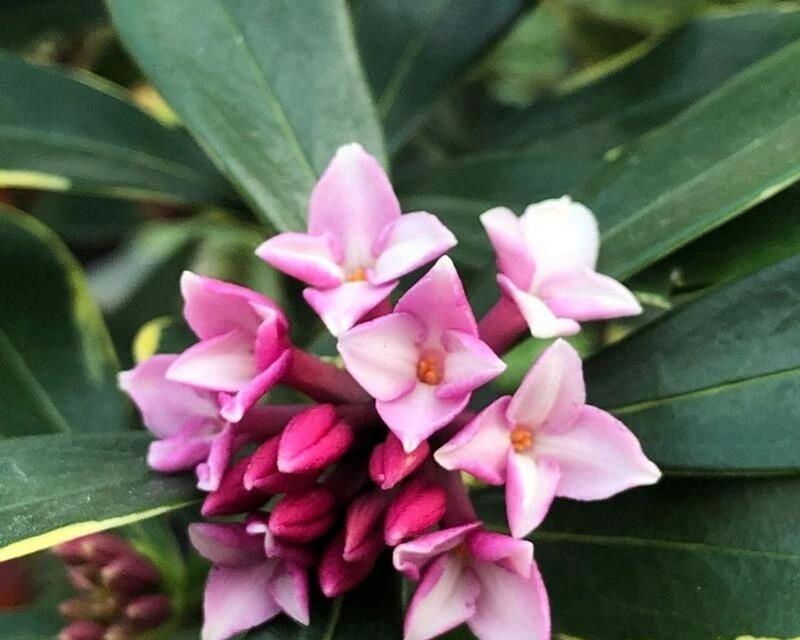 了解金边瑞香，认识木本植物（探秘金边瑞香的生长环境和特点）