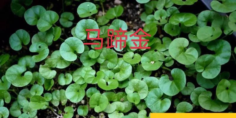 揭秘金草——一种令人叹为观止的植物（探究金草的外貌）