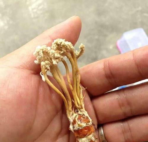 金蝉花（如何安全食用金蝉花及不宜食用人群）