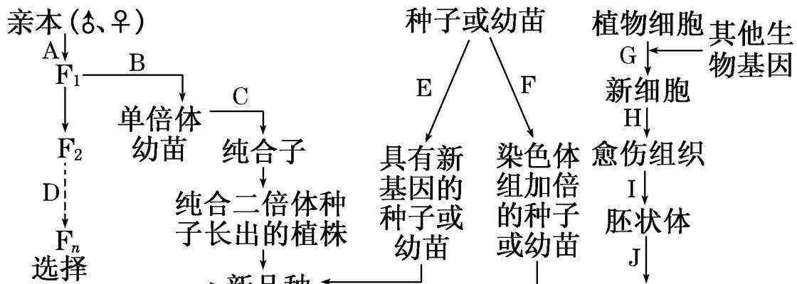 如何种植金豆种子（详细介绍金豆种子的播种方法）