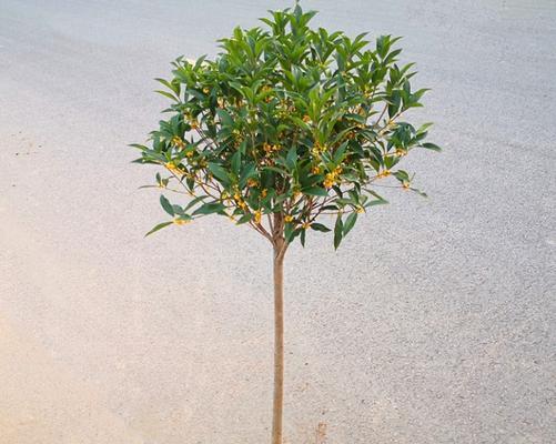 金桂花室内养殖指南（了解金桂花适宜的环境条件和养护技巧）