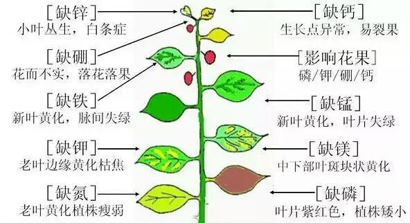 如何正确浇水金桔树（金桔树浇水的注意事项及技巧）