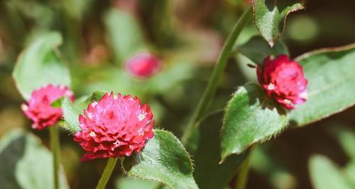 千日粉花语之美丽与深情（绽放千日留馥芳尘）