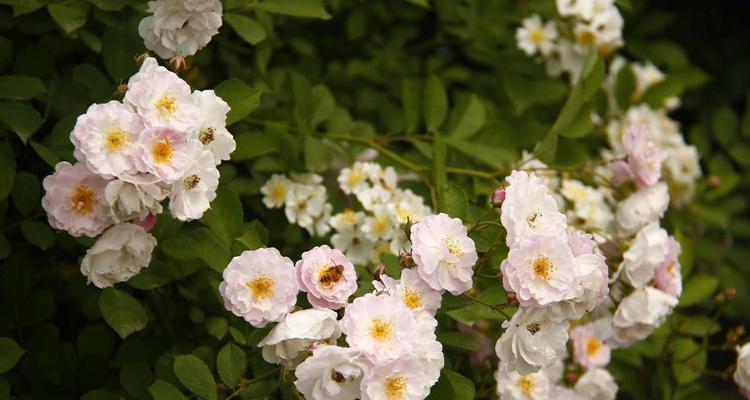 蔷薇花的花语与意义（探索蔷薇花的花语及其象征意义）