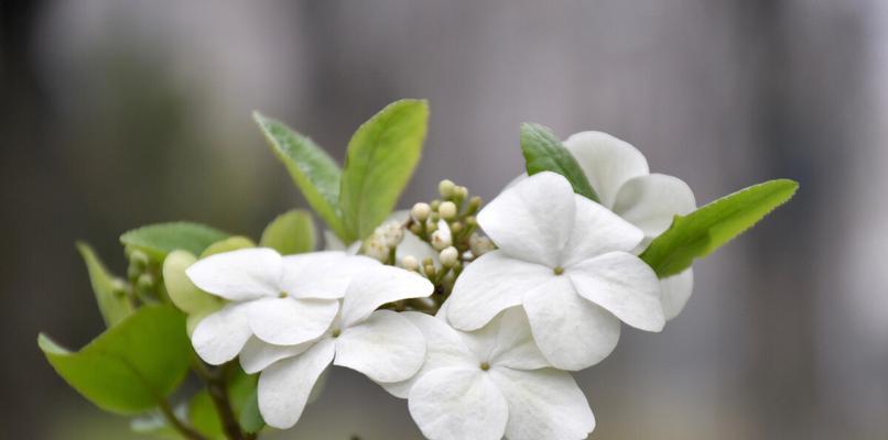 以琼花的花语——美丽与纯洁的象征（用花语讲述以琼花的魅力和意义）