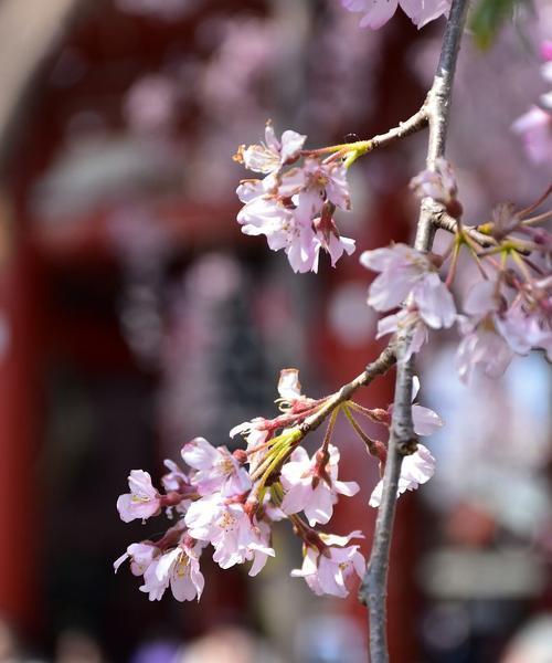 樱花，日本的美丽之花（樱花盛开）