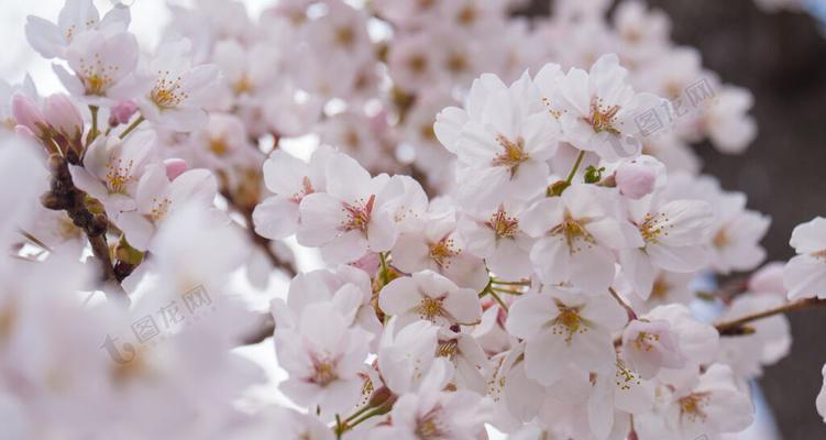 樱花的意义与传承（日本樱花文化的深刻内涵及其在生活中的体现）