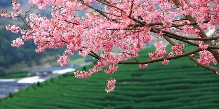 山樱花与西洋樱花（探寻花语背后的美丽与情感）