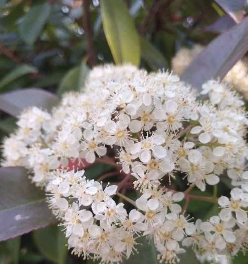 石楠花的花语与意义（揭示石楠花的神秘花语之谜）