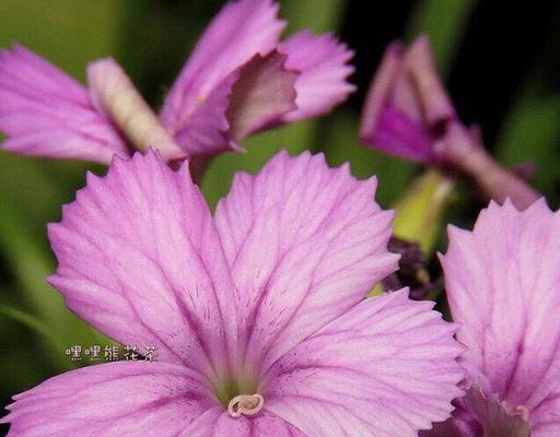 石竹花的花语（揭示石竹花的深层含义）