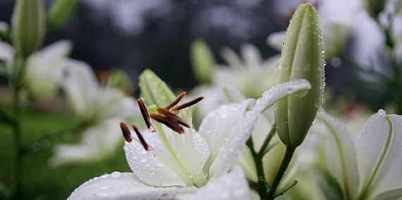 水百合花语的意义及象征（探寻水百合花语的深层内涵）