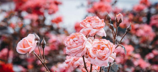 水色风信子的美丽与寓意（从水色风信子花朵的颜色和名字中探寻深意）