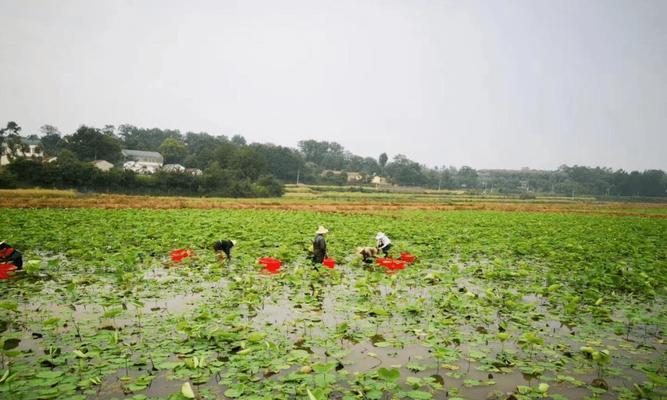 掌握藕的种植时间，丰收更轻松（藕的生长规律及不同种植时间的影响分析）