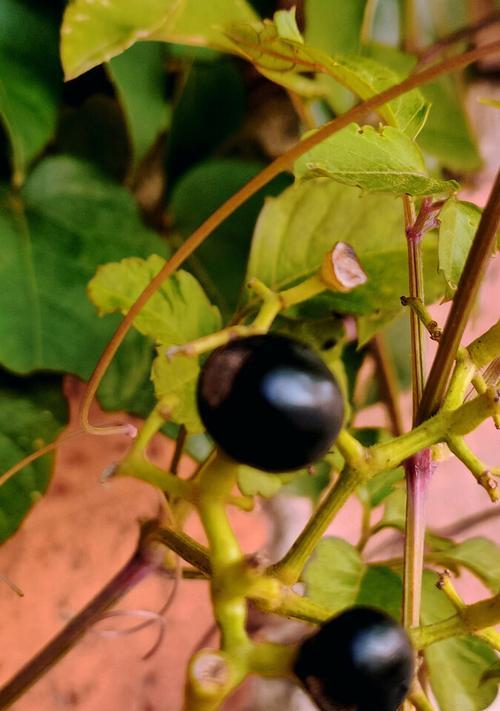 爬山虎果实的可食性（探究爬山虎果实是否安全食用）