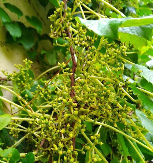 爬山虎开花季节大揭秘（了解爬山虎开花时间）