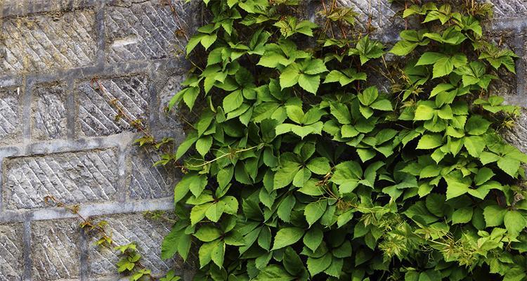 了解爬山虎——一种常见的藤本植物（探究爬山虎的特性和用途）