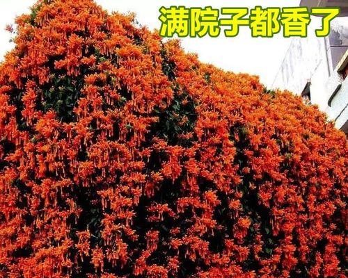 探秘爬藤类植物（从生长环境到栽培技巧）