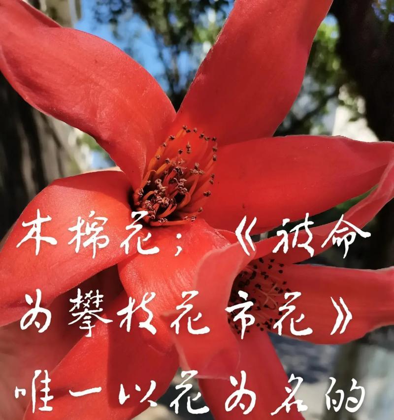 攀枝花市的市花是什么花？——探寻攀枝花市花的奥秘