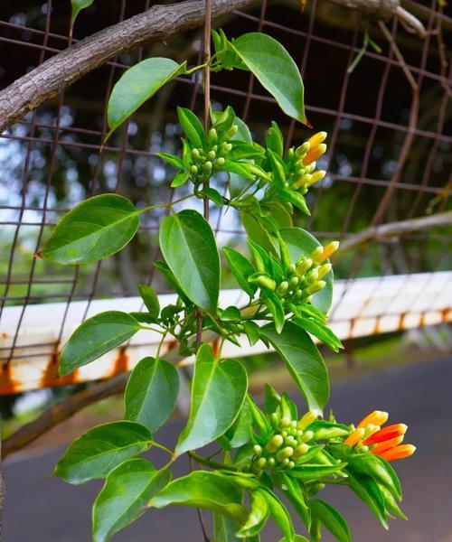 炮仗花花期解析（探究炮仗花的开花时间和花期长度）