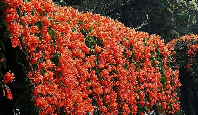 探寻炮仗花的世界（花海中的炮仗花）