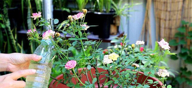 泡茶浇花，品味生活（适合浇什么花）