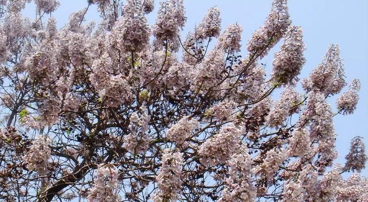 泡桐树开花季节剖析（春季的泡桐花海）