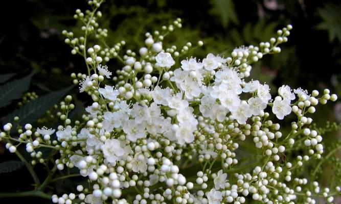 喷雪花养殖全攻略（从选种到收获）