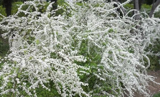 喷雪花的花期及开花频率（了解喷雪花开花时间和注意事项）