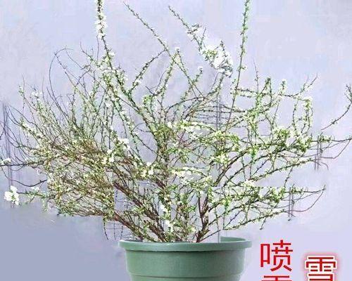 喷雪花如何度过寒冷冬季（冬季喷雪花的保养维护及存储）