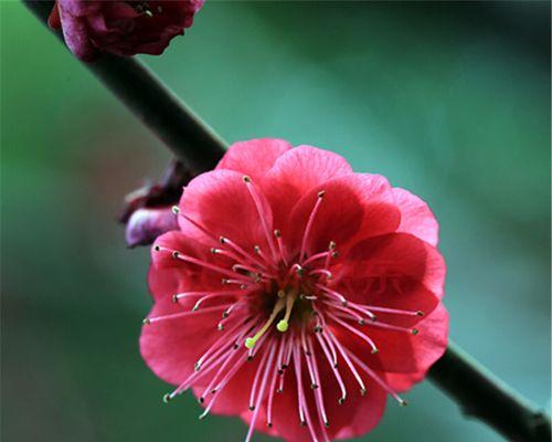 红梅花花语揭示的美好寓意（红梅花）