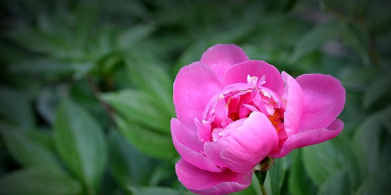 红牡丹花的花语与魅力（探索红牡丹花的深刻寓意与美丽传奇）