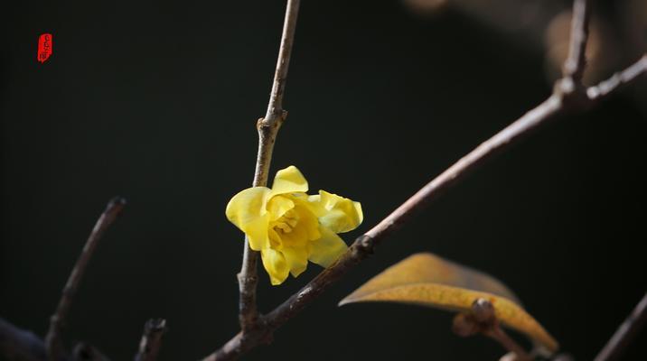 黄腊梅花花语与美好寓意（追寻春天的芬芳）