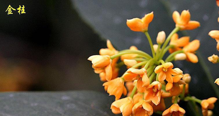 金桂花树花语（春暖花开）