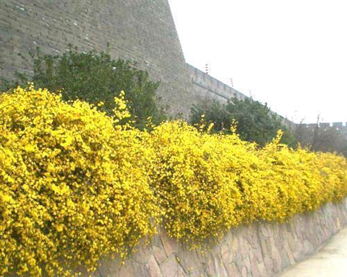 打造美丽庭院，适合种植哪些花草（从四季花卉）