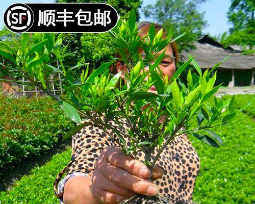 打造美丽庭院的植物选择与养护技巧（让庭院焕发绿意）