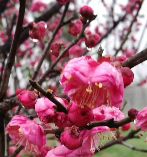 腊梅花语传递爱心的力量（唤醒心灵的爱心花——腊梅花的花语）