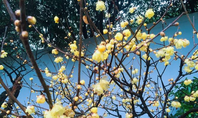 腊梅花的花语与意义（传递希望与坚韧的美丽）