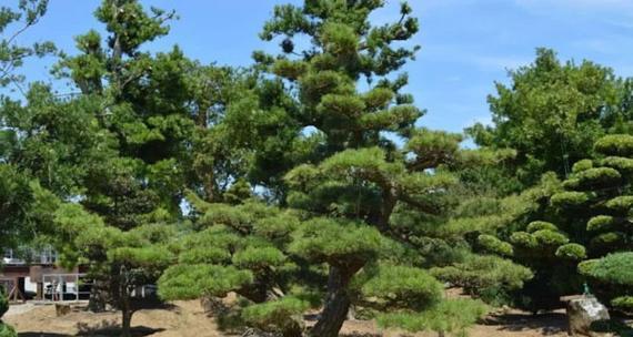 庭院种植黑松，让你的庭院变得更加绿色（黑松在庭院中的适合位置和注意事项）