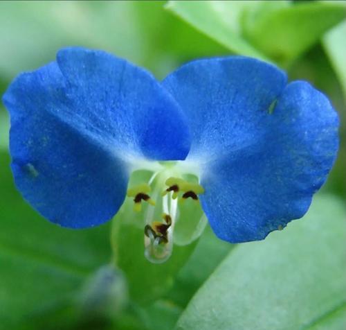 蓝色兰花的花语与意义（深入探究蓝色兰花的象征与寓意）