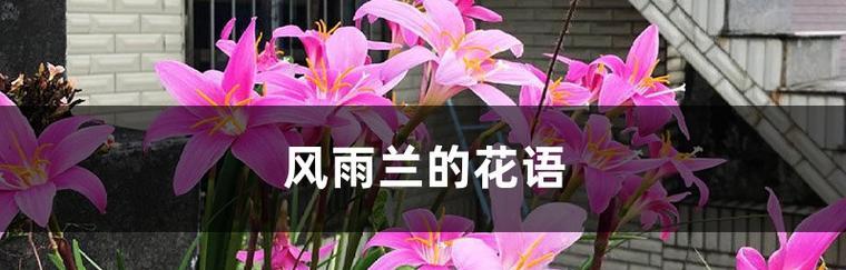 兰花语之美——寓意与文化传承（以兰花为媒）